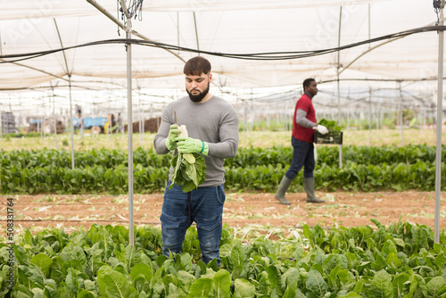 Young bearded farmer working on vegetable plantation, harvesting organic Swiss chard