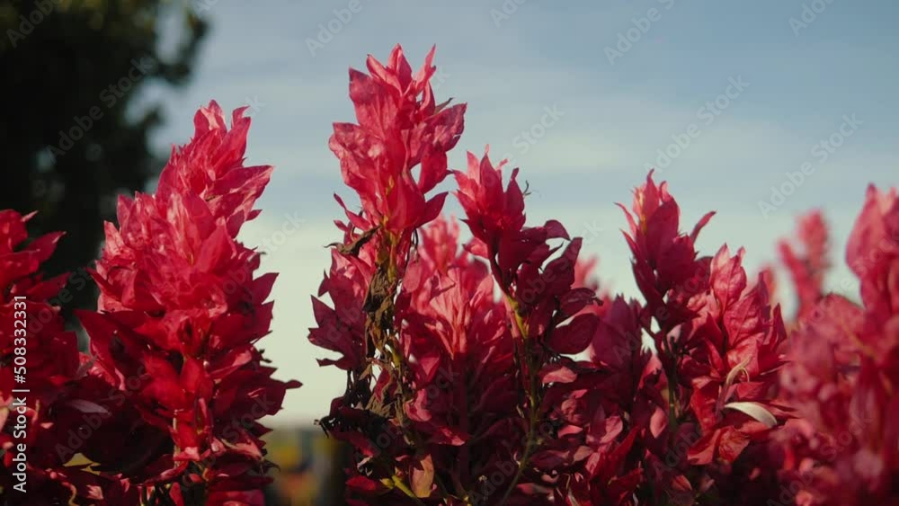 Flowers and foliage of the Brazilian cerrado mix amidst the coffee plantations