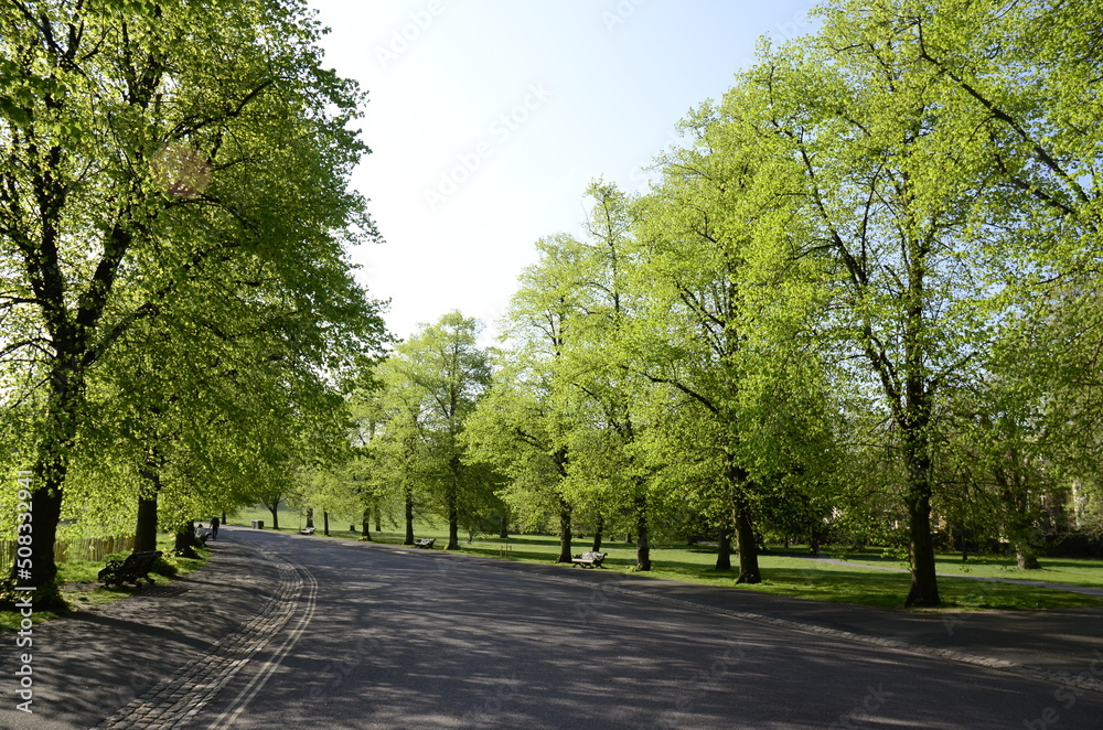 Young green leaves on the trees in the park. Park alley diagonals. Green trees and the pavement road.
