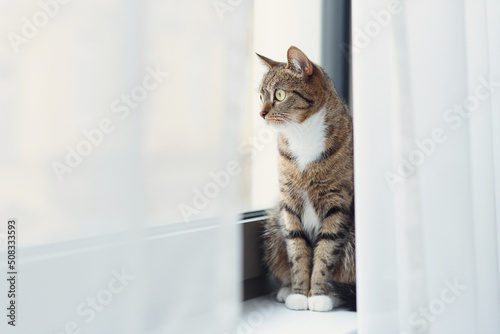 Kitten sitting on a windowsill and looking out for curtains