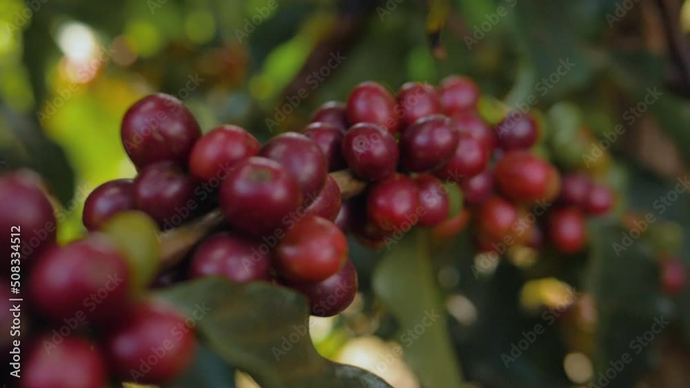 Closeup of coffee bean, tree and its leaves Closeup of coffee bean, tree and its leaves