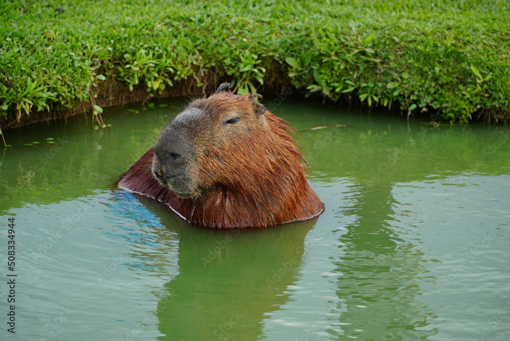 capybara river grass puppies Capivaras Hydrochoerus hydrochaeris brazil capybara river grass puppies Capivaras Hydrochoerus hydrochaeris brazil