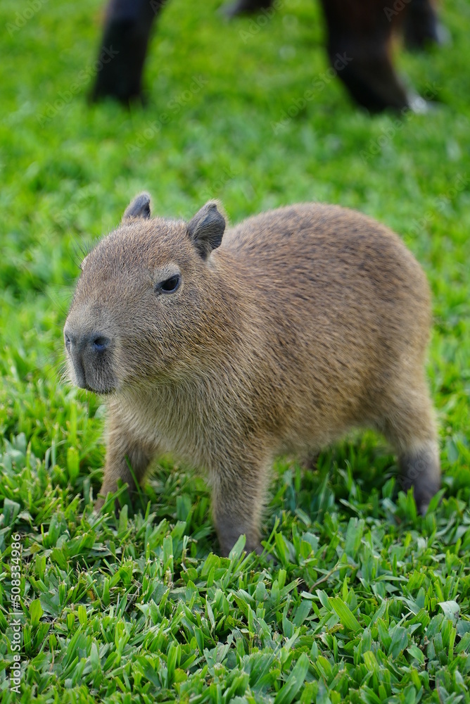 capybara river grass puppies Capivaras Hydrochoerus hydrochaeris brazil capybara river grass puppies Capivaras Hydrochoerus hydrochaeris brazil