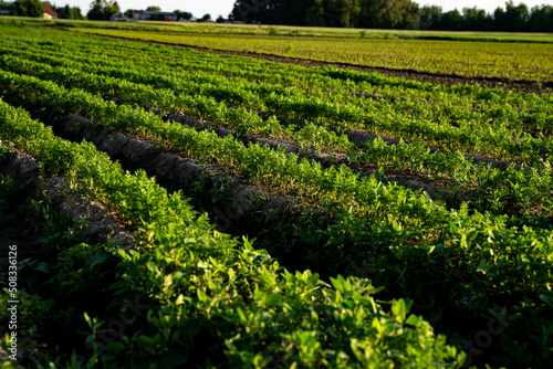 Marchew, pole uprawne marchwi, rozsada marchwi, wysiana marchew