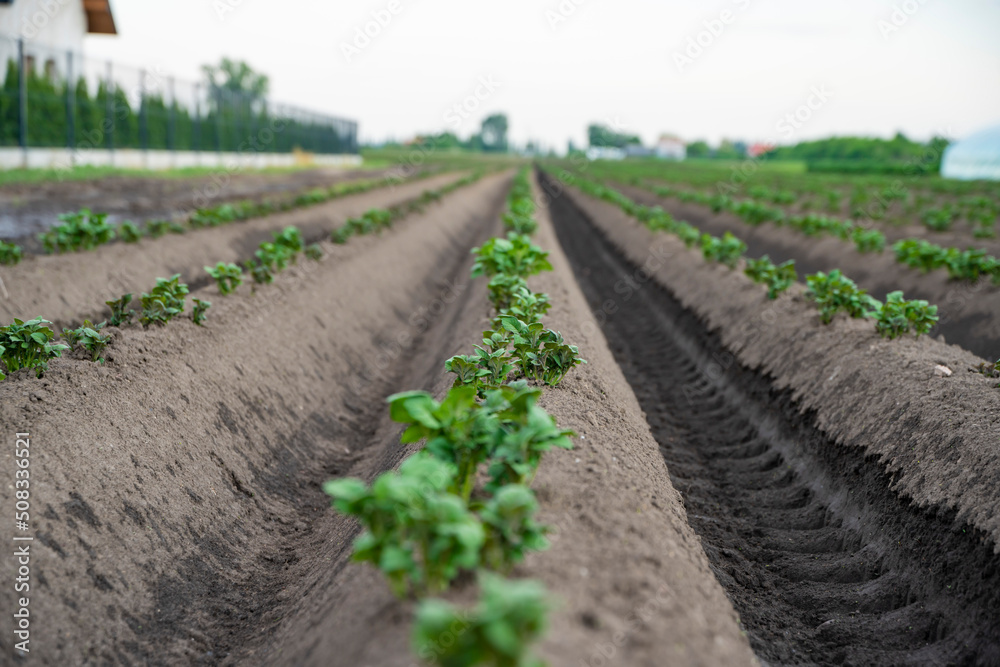 Ziemniaki, Rosnące ziemniaki, pole ziemniaków 