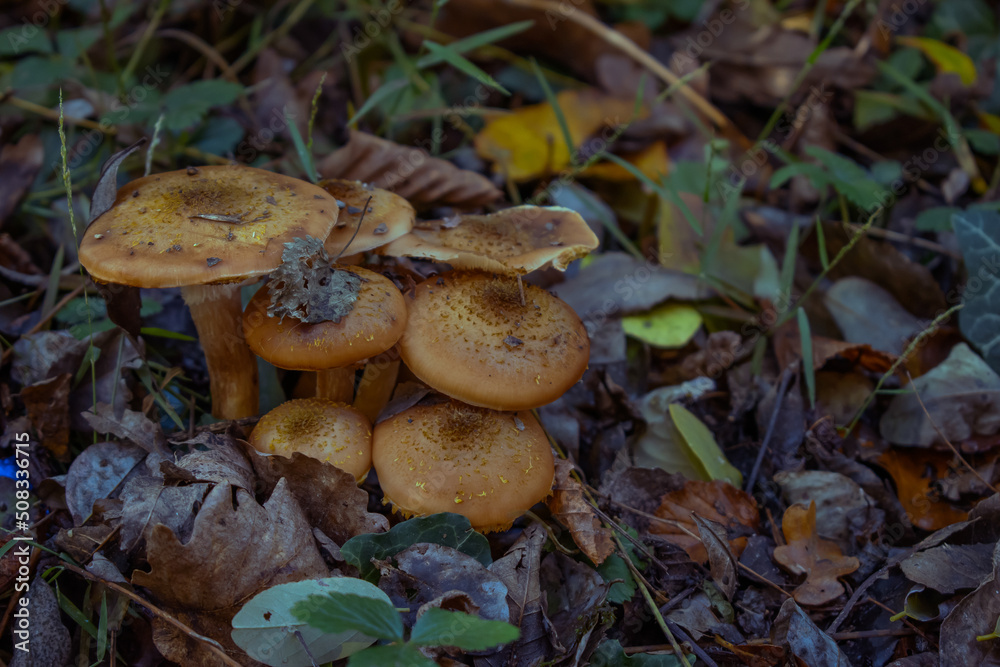 Mushrooms Mushrooms