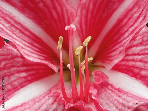 Hippeastrum or Amaryllis flowers. Close up of pink blooming amaryllis photo