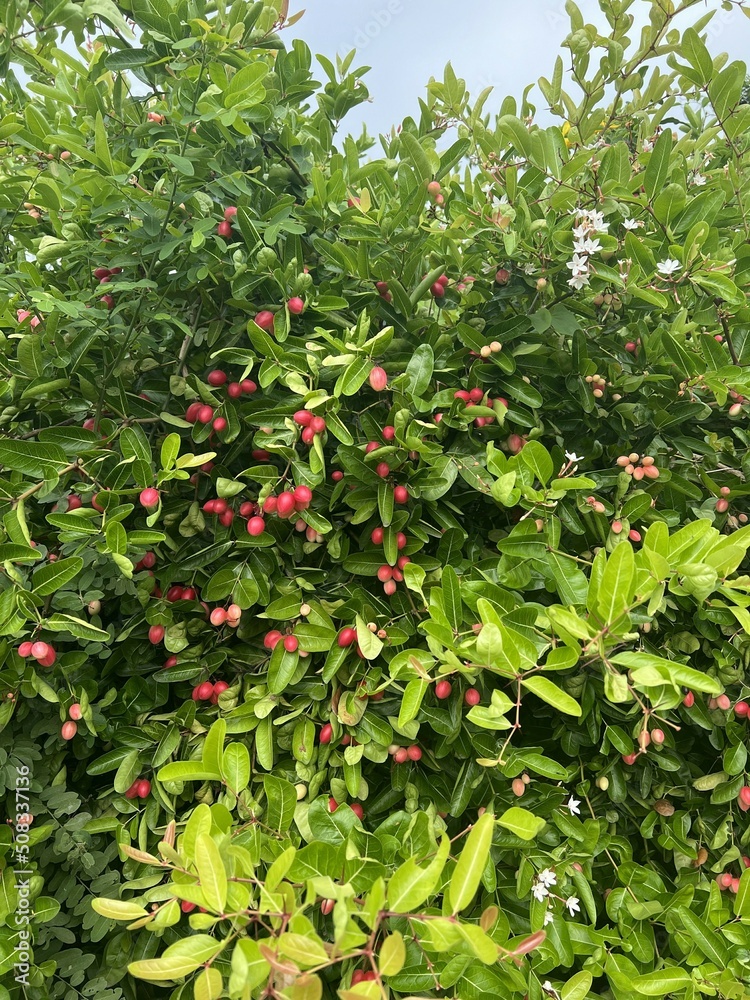 red carissa carandas in nature garden