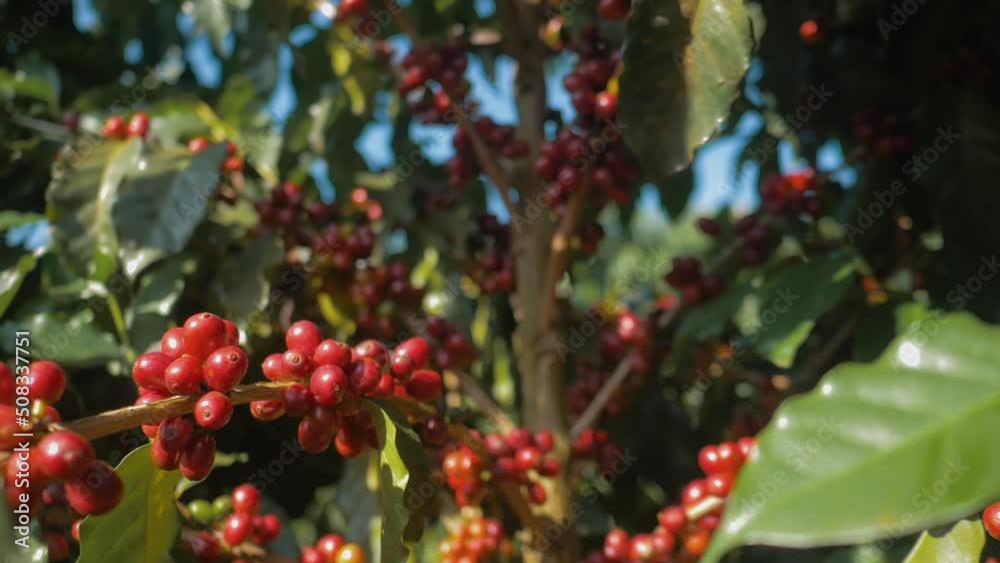 Closeup of coffee bean, tree and its leaves Closeup of coffee bean, tree and its leaves