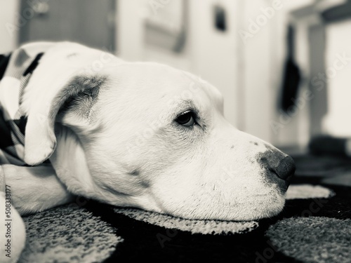 white dog portrait
