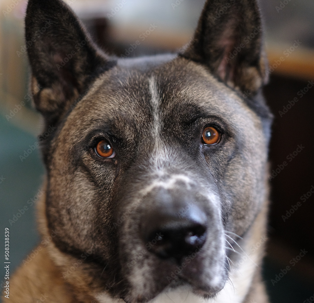 Akita Akita