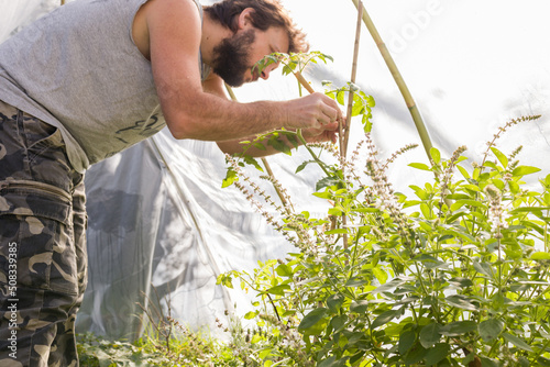 Perfil de un hombre en el interior de un invernadero tocando plantas. Otoño, invierno. Concepto invernadero urbano, comida sustentable, sano y orgánico. photo