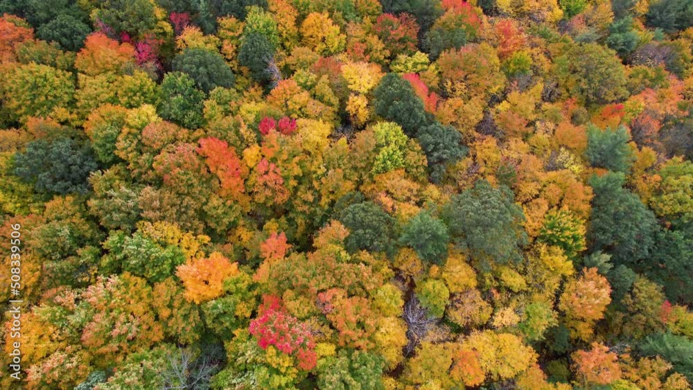 Birds Eye Aerial View of Fairy Tale Autumn Landscape, Vivid Dense Forest Colors, Top Down Drone Shot Birds Eye Aerial View of Fairy Tale Autumn Landscape, Vivid Dense Forest Colors, Top Down Drone Shot