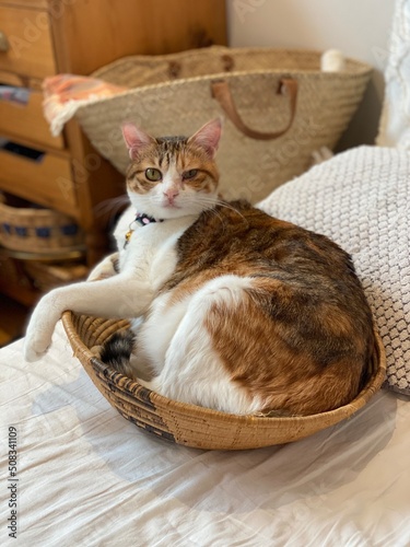 2 years old Ms. Macaron curled up in a basket bowl, Japanese home tabby year 2022 summer © KAYO SUGIUCHI