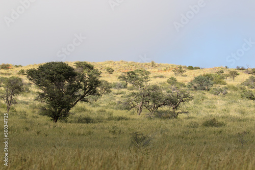 The  green Kalahari   the Kgalagadi after all the rain