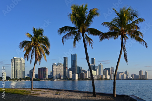 City of Miami, Florida skyline with coconut palms in foreground in early morning light on clear sunny day.