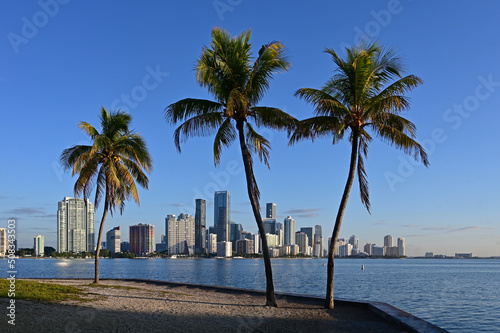 City of Miami, Florida skyline with coconut palms in foreground in early morning light on clear sunny day. © Francisco