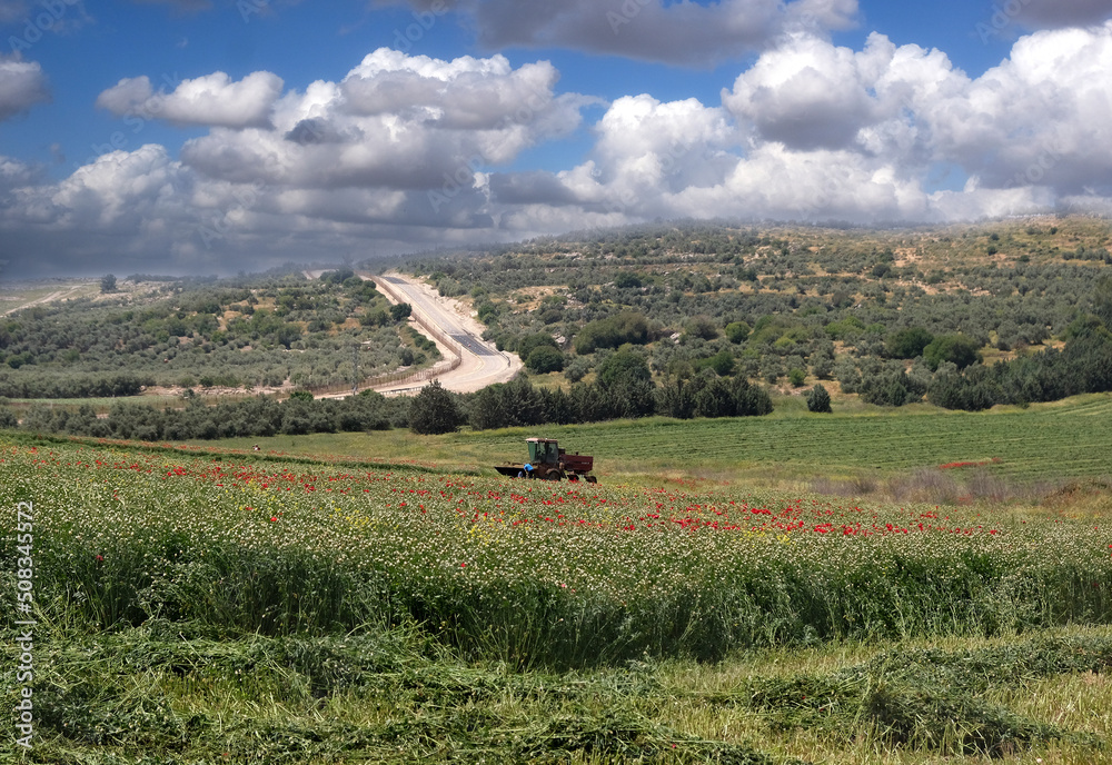 Mower mows the field sown with poppies and clover Mower mows the field sown with poppies and clover