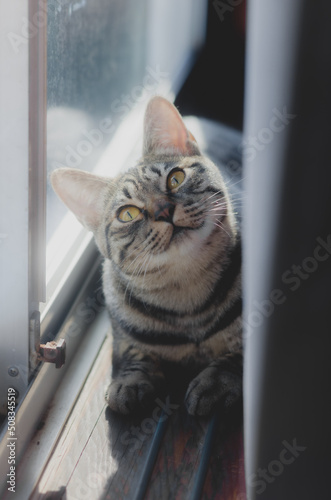 cat on window