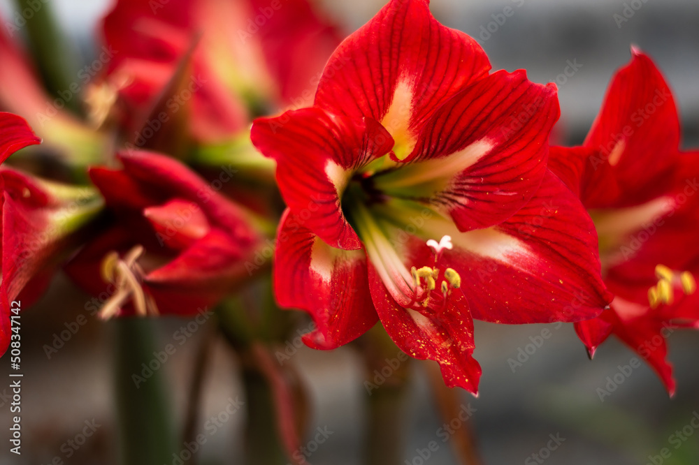 Fototapeta premium red hibiscus flower