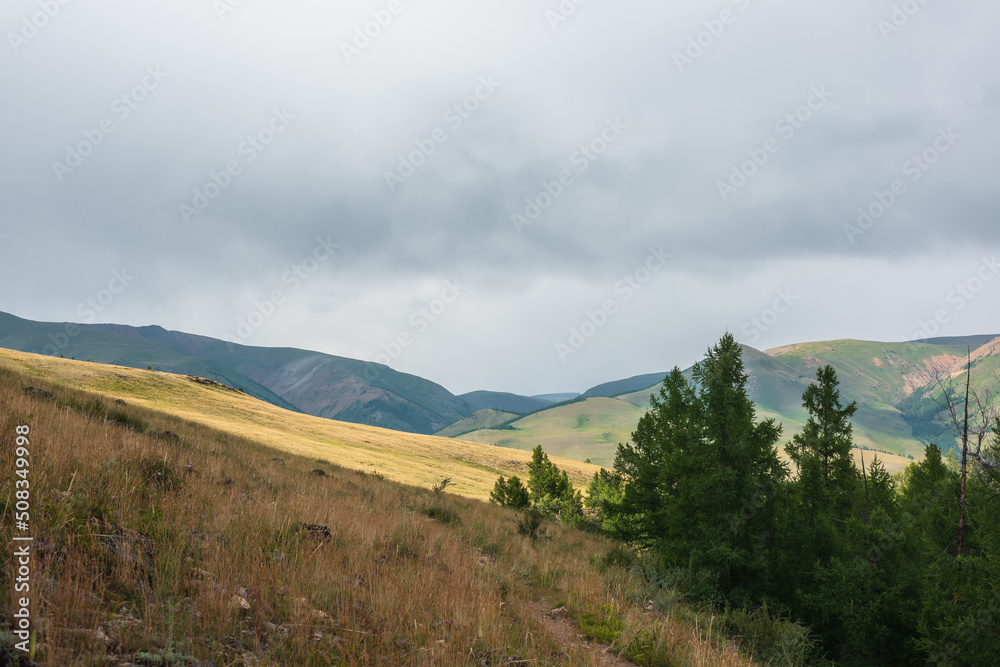 Dramatic view to coniferous forest and high mountain range in sunlight in changeable weather. Colorful mountain landscape with green forest and sunlit hills against large mountains under cloudy sky.