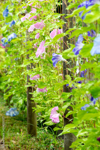 Wallpaper Mural あさがお Torontodigital.ca