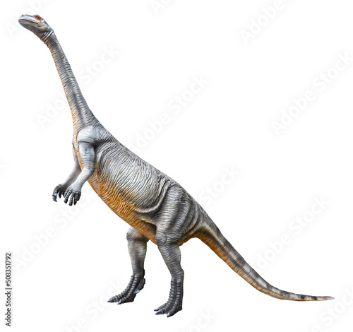Fototapeta Naklejka Na Ścianę i Meble -  Massospondylus is a herbivore genus of Sauropodomorph dinosaurs from the Jurassic Period, the fossils have been found in South Africa, Massospondylus isolated on white background with a clipping path