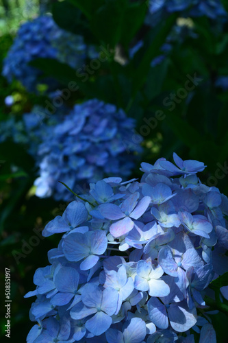 A sunny day in early summer, Blue hydrangea close-up.