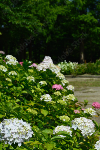 A sunny day in early summer, A landscape of blooming hydrangea.
