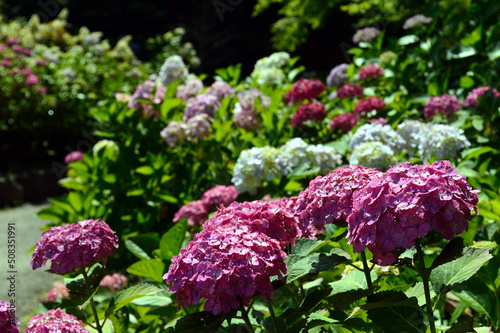 A sunny day in early summer, Hydrangea group shot.