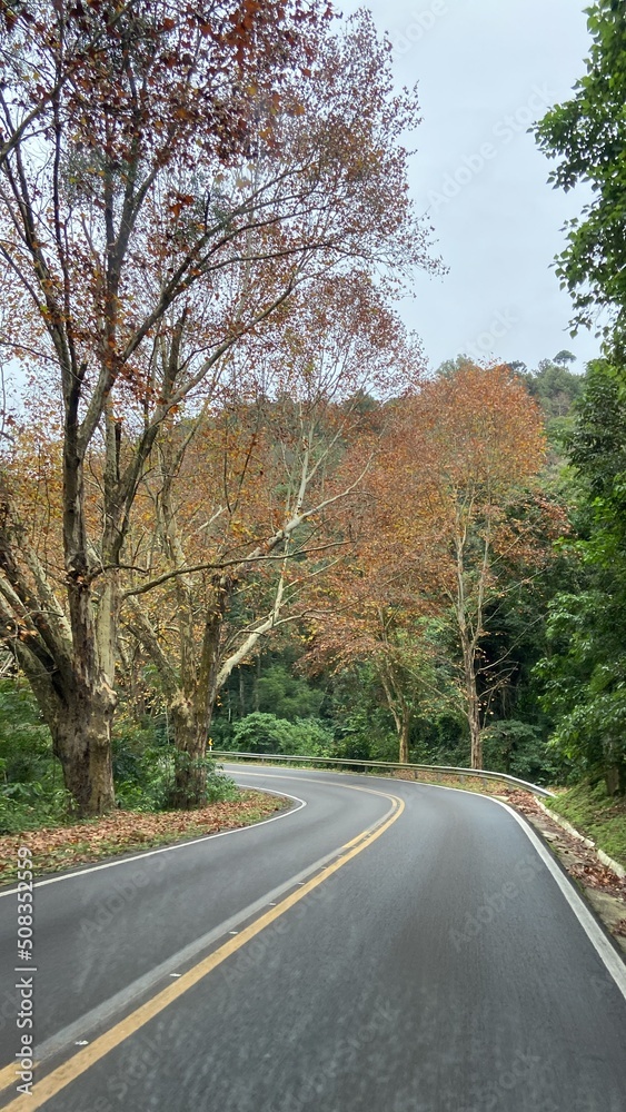 road in autumn