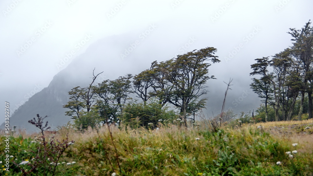 Obraz premium Beech trees in a forest above Ushuaia, Argentina, under overcast skies