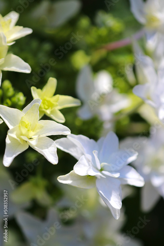 Fototapeta Naklejka Na Ścianę i Meble -  White and lime green colored “Ajisai (Hydrangea)” blooming flower head, closeup macro photography.