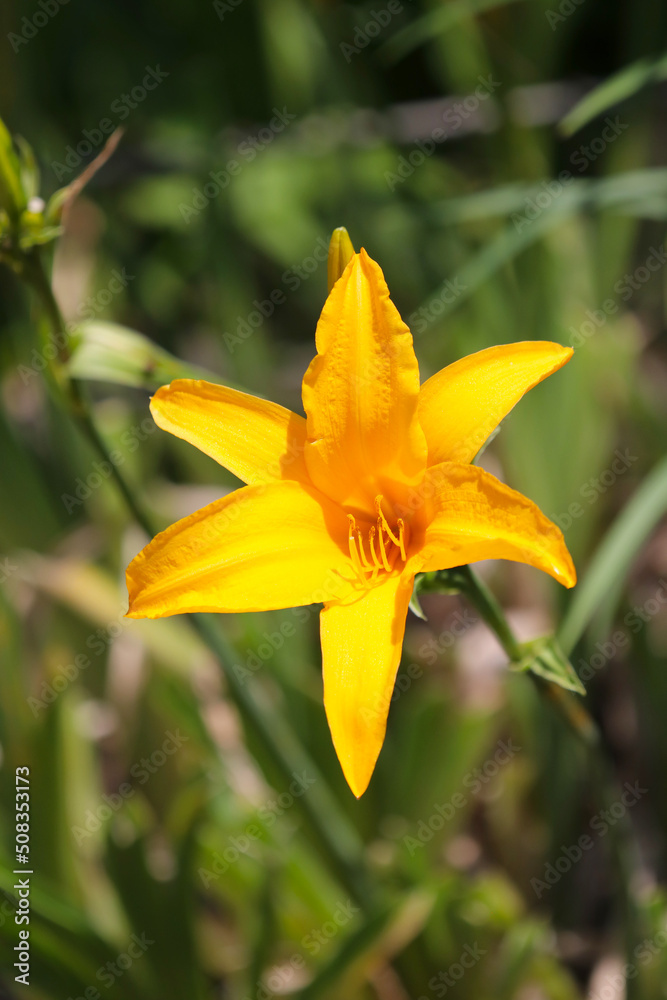 Obraz premium Bright orange yellow large “Daylily (Manshukisuge)”, flower head under the sun light, close up macro photograph.