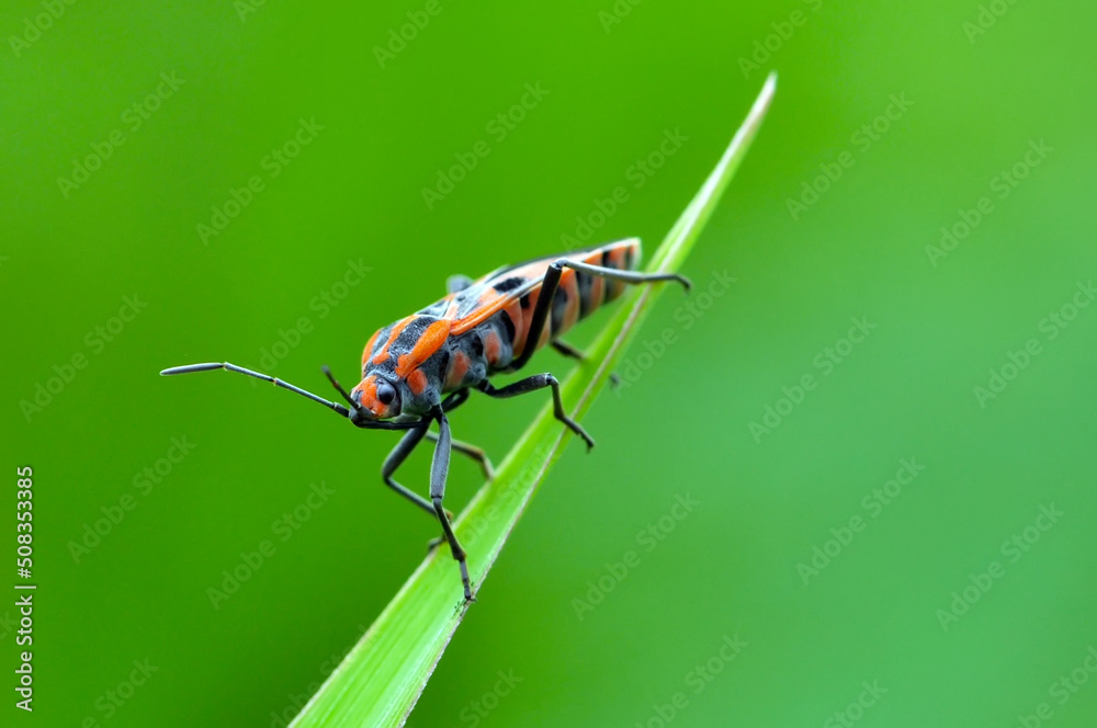 Dysdercus cingulatus on green leaf Dysdercus cingulatus on green leaf