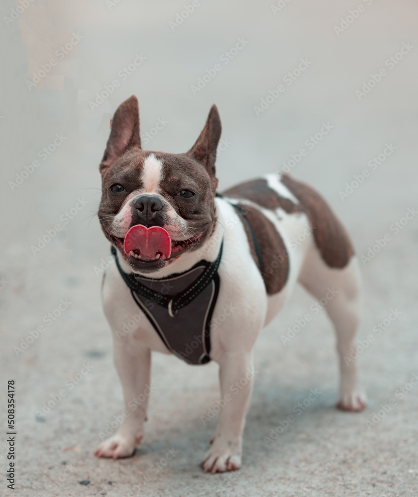 english bulldog puppy TONGUE OUT english bulldog puppy TONGUE OUT