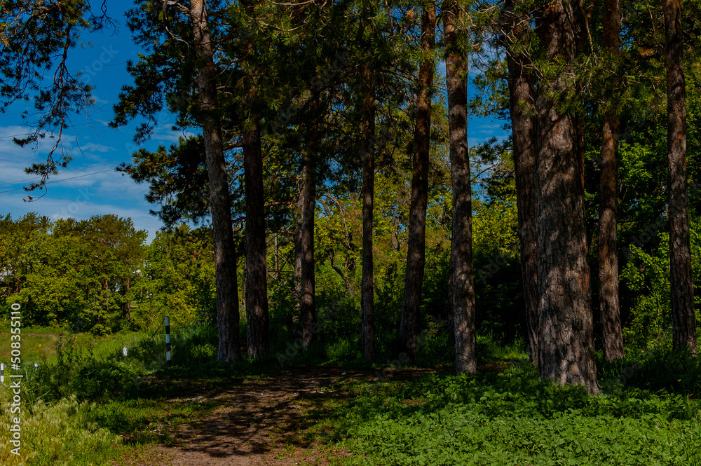 A forest in Samarskaya Luka National Park! A forest in Samarskaya Luka National Park!
