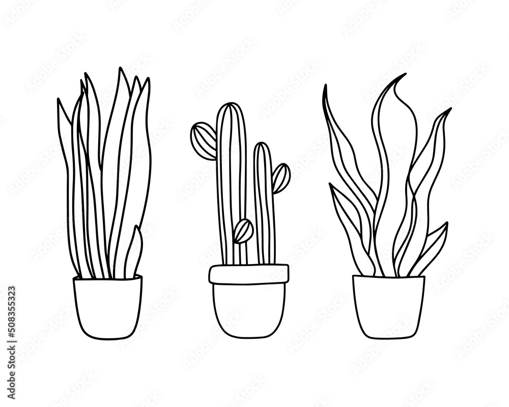 Home snake Plants set, in pots. Cactus, snake plant, sansevieria isolated botanical design element Home snake Plants set, in pots. Cactus, snake plant, sansevieria isolated botanical design element
