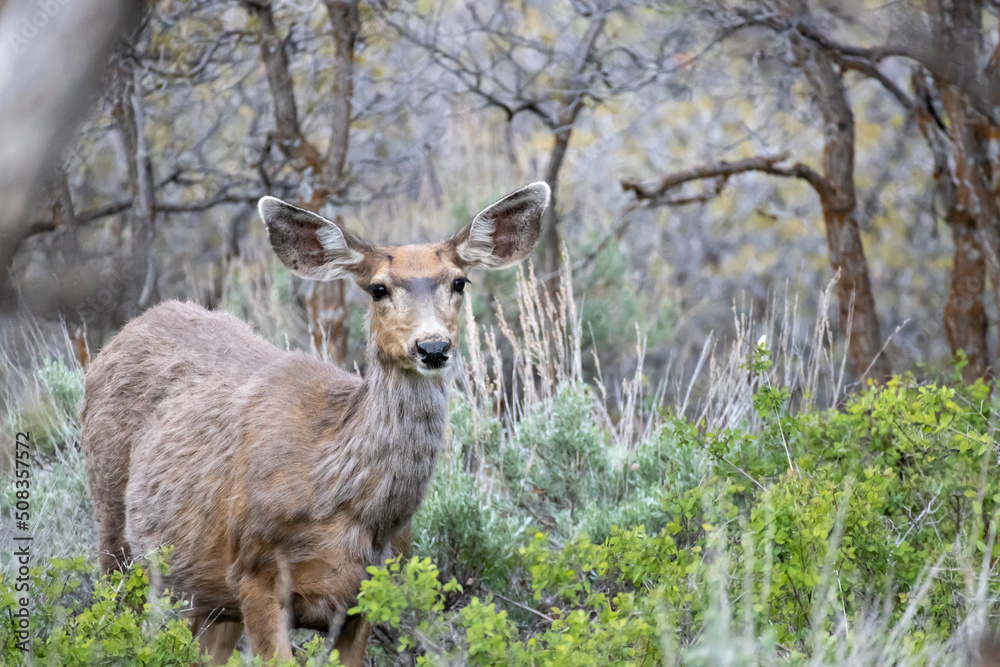 Obraz premium A female doe mule deer stands in the forest at Black Canyon of the Gunnison National Park in Colorado