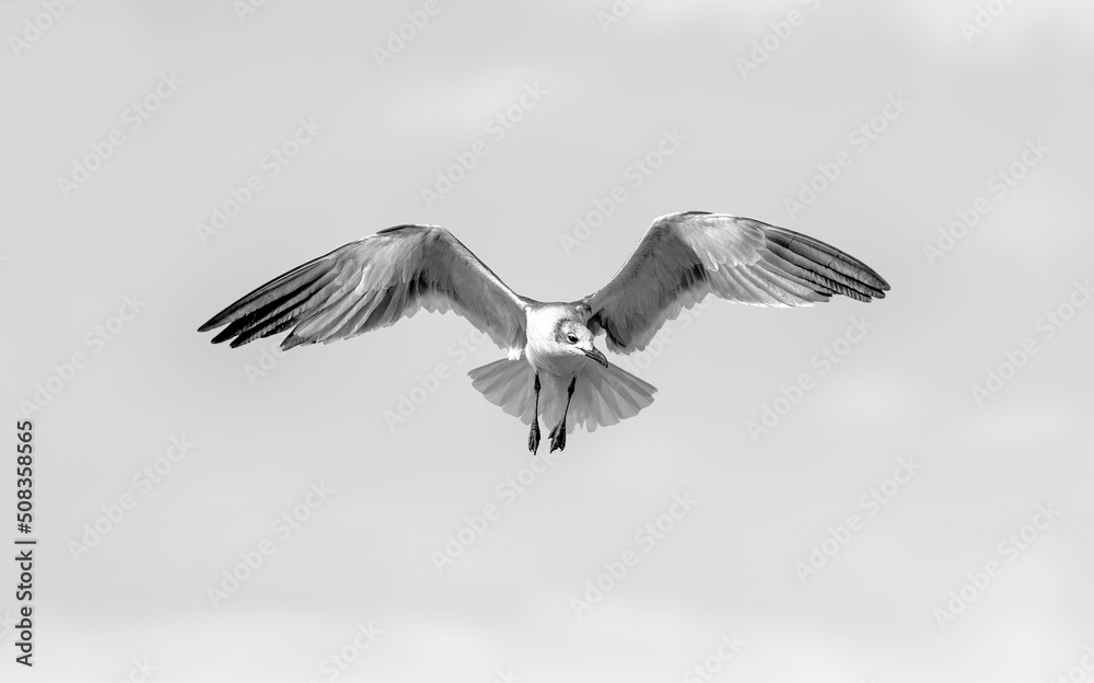 Obraz premium Bird Flying Seagull Wings Spread Black And White