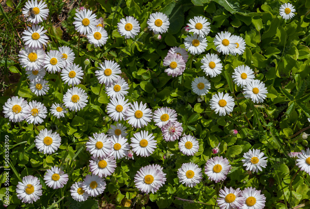 Many white daisies are blooming on the lawn Many white daisies are blooming on the lawn