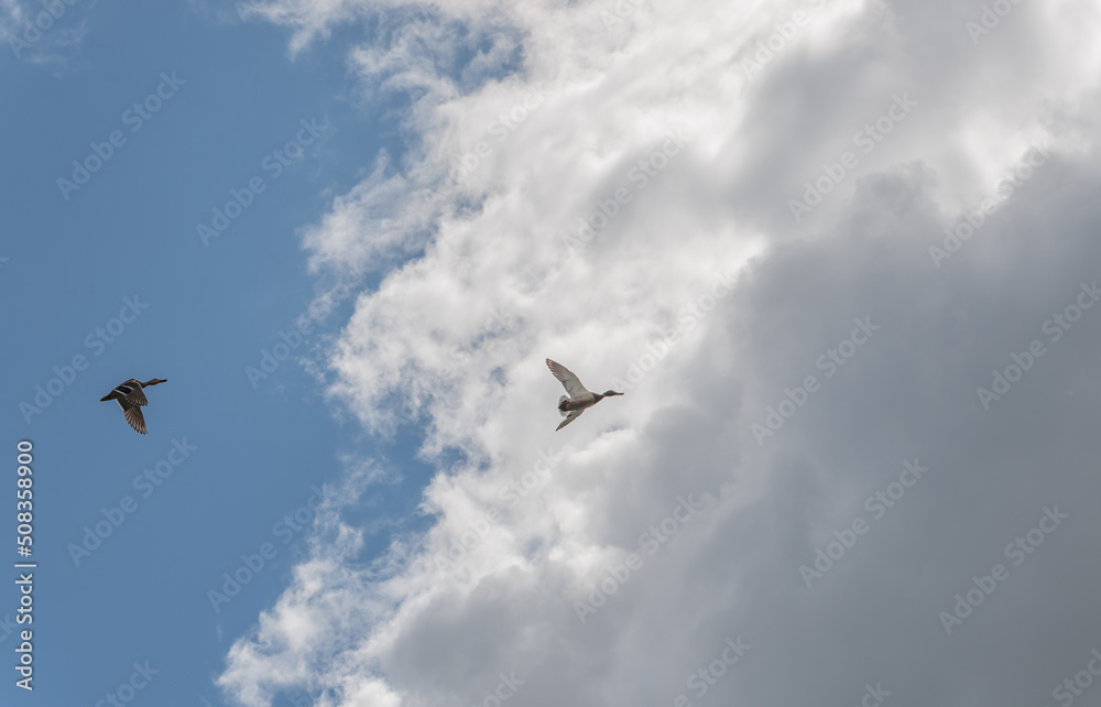 Two ducks fly in the sky with clouds