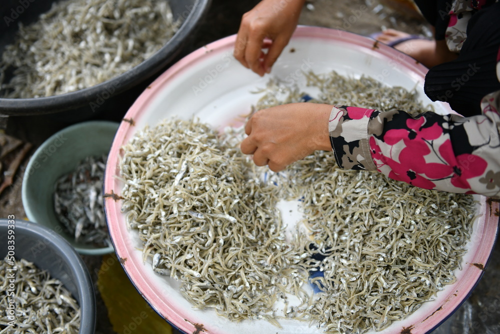 the traditional process of selecting anchovy 
