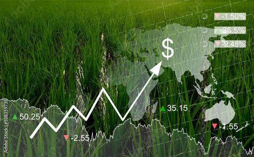 Rice fields with graphs in the global economic crisis concept.  Global food crises. stocks. wars. epidemics.  inflation and high food prices. photo