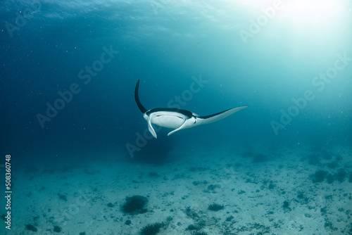 beautiful manta ray swimming in the clear ocean near the surface in shallow water with sun rays at the healthy coral reef 