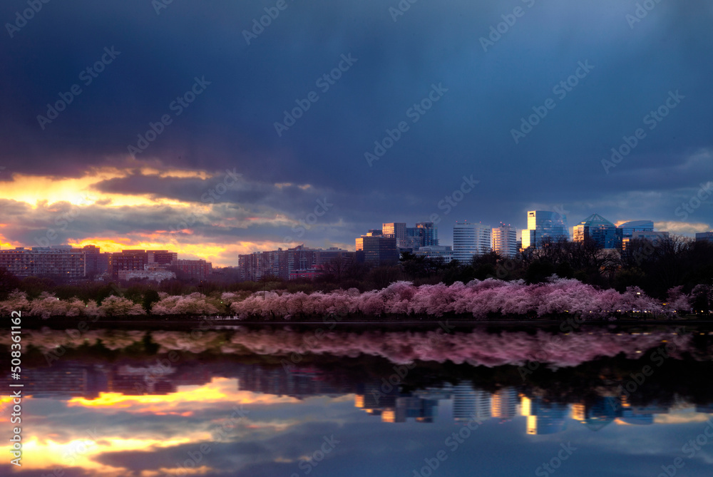 Rosslyn, Virginia seen at dusk from the Tidal Basin in Washington DC.  The view is at springtime with the cherry blossom trees blooming