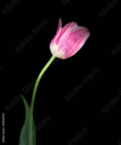 Still life of a pink tulip against a black background