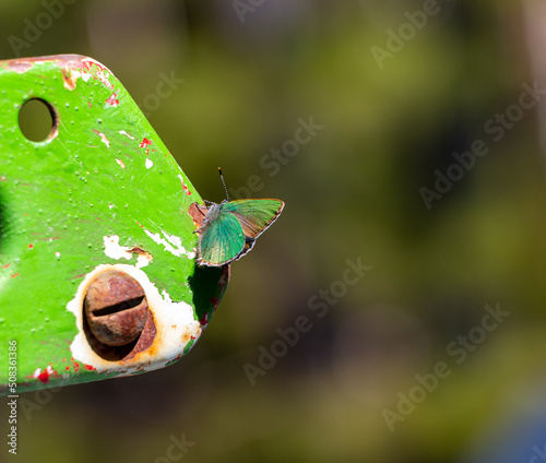  small green butterfly Callophrys Rubi sits with folding wings in  spring forest on  bright sunny day. photo