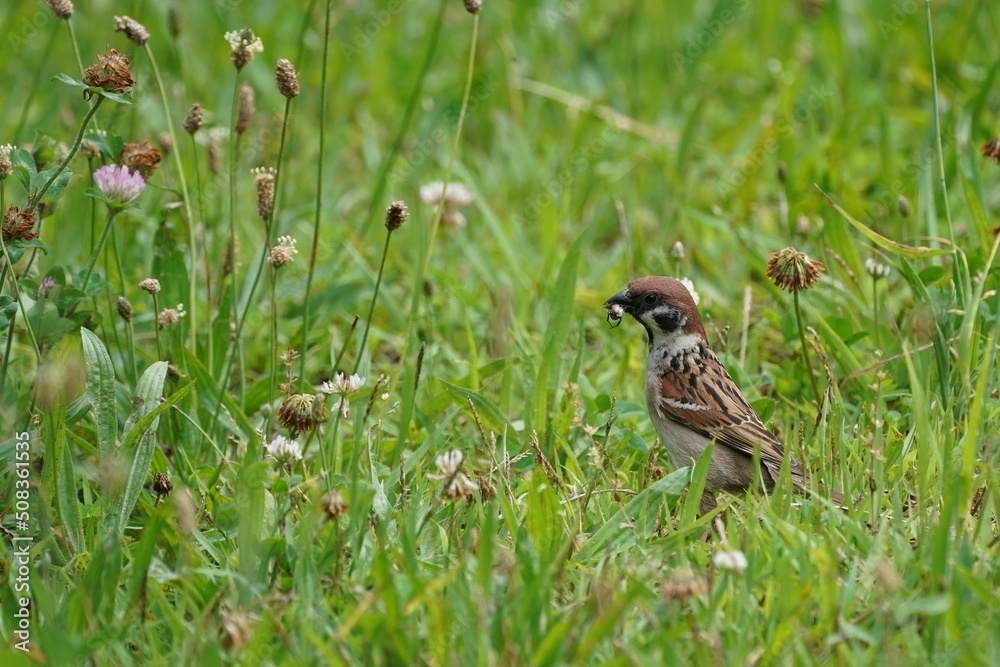 sparrow on a grass sparrow on a grass