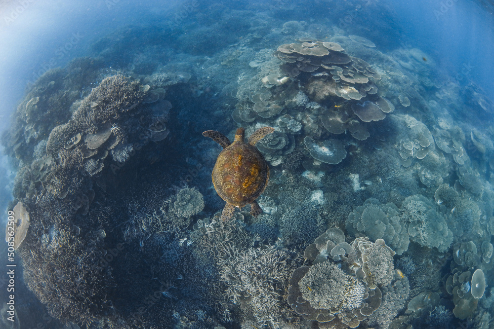 turtle swimming in the sea turtle swimming in the sea